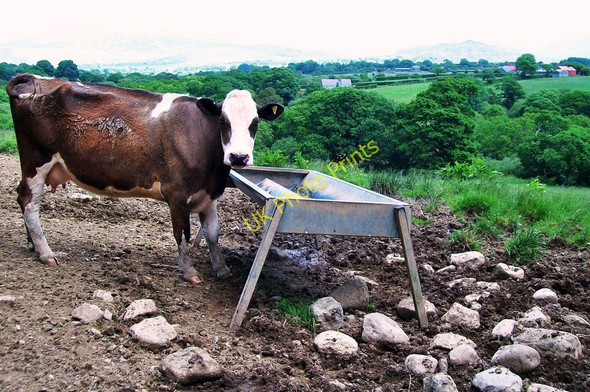 Photo 6"x4" A cow at Betws Bach Rhoslan c2010