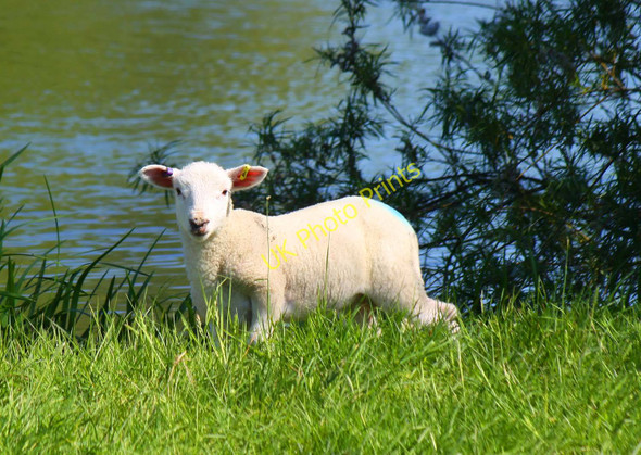 Photo 6"x4" A lamb by the Thames Wolvercote c2010
