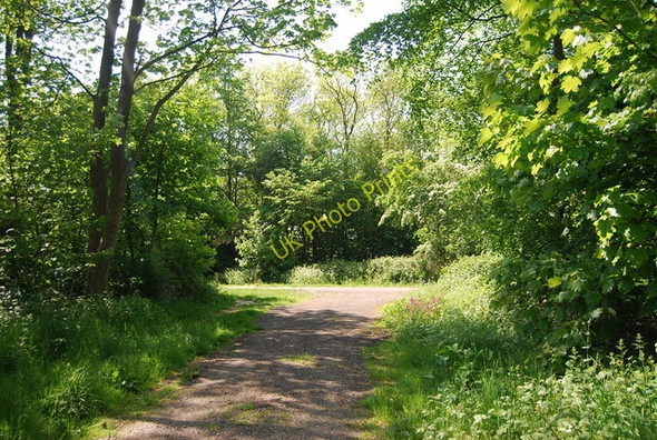Photo 6"x4" Footpath through Maidlands Plantation Croft c2010