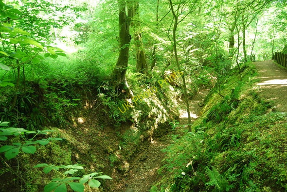 Photo 6"x4" Stream bed, Dyke Wood Croft c2010
