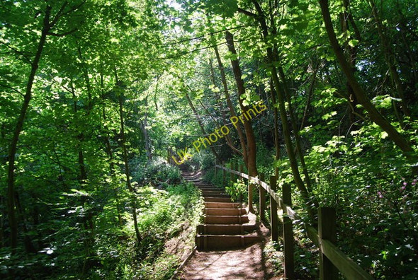 Photo 6"x4" Steps in Dyke Wood Croft c2010