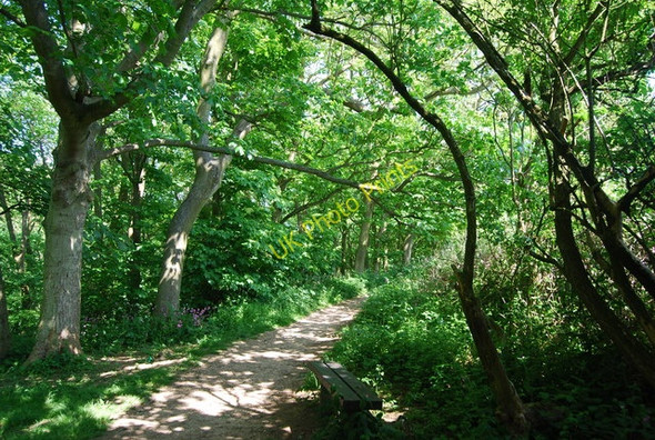 Photo 6"x4" Footpath, Dyke Wood Croft c2010