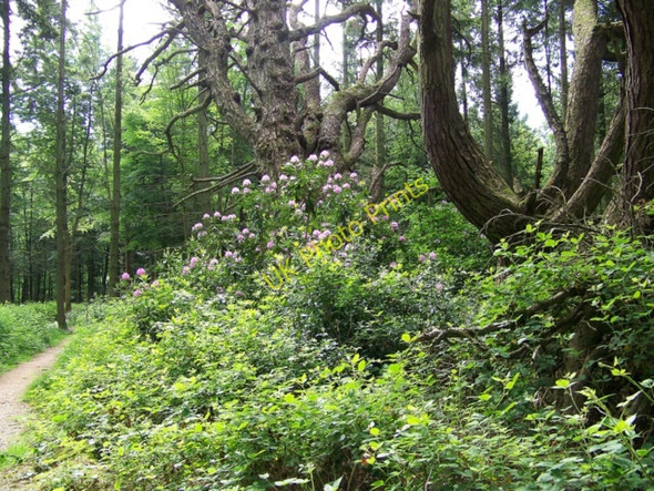 Photo 6"x4" The Harewarren in June Burcombe\/SU0730 c2010