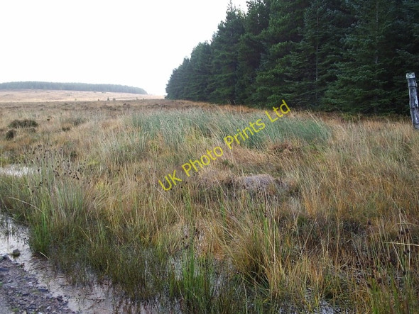 Photo 6"x4" Dalchork Wood Achfrish c2005