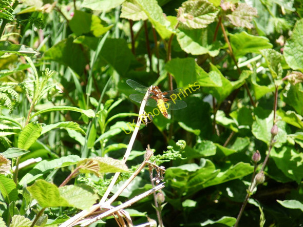 Photo 6"x4" Unidentified Flying Insect in Wood Lane Nethercott\/SS4839 c2010