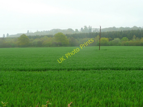 Photo 6"x4" View to Brick Kiln Wood Holme Lacy c2010
