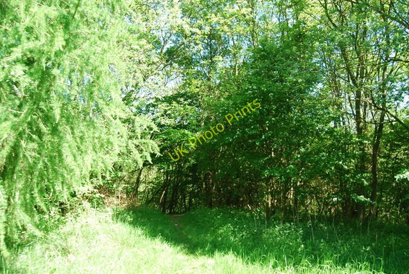 Photo 6"x4" Entering the Woods, Harry's Folly Fylingthorpe c2010