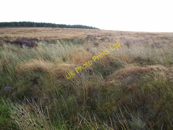 Photo 6"x4" Dalchork Wood Achfrish c2005 P1