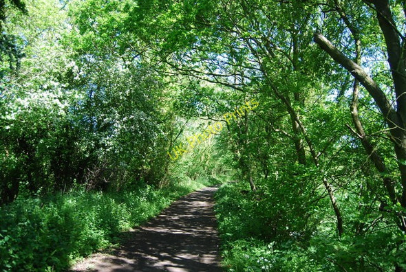 Photo 6"x4" Old railway line crossing Ramsdale Beck Fylingthorpe c2010