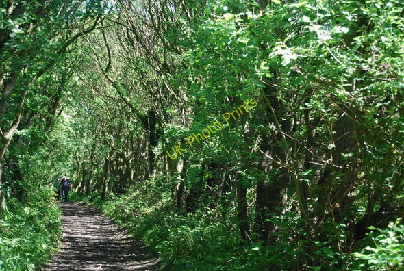 Photo 6"x4" Old railway line in the trees Fylingthorpe c2010