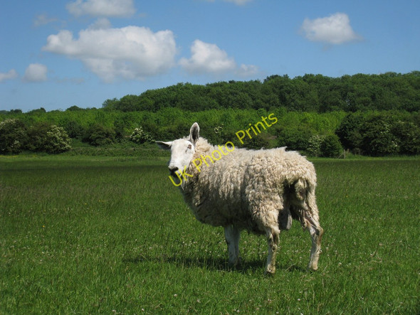 Photo 6"x4" Border Leicester Sheep Greatness c2010