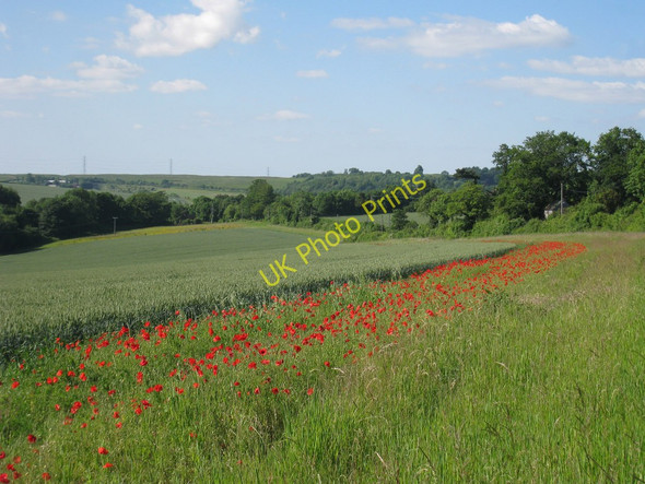 Photo 6"x4" Corn Field off Upper Austin Lodge Road Eynsford c2010