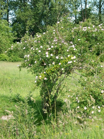 Photo 6"x4" Dog Roses (Rosa canina), Faulston Farm Bishopstone\/SU0725 c2010