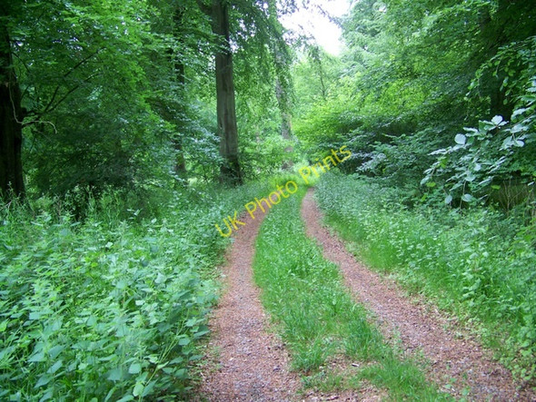 Photo 6"x4" Permissive bridleway, Savernake Forest Forest Hill\/SU2068 c2010
