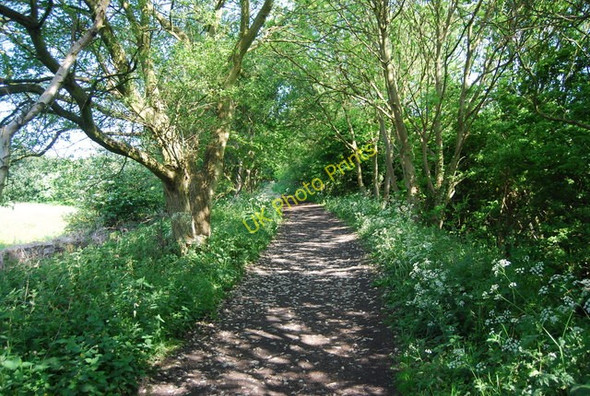 Photo 6"x4" Old railway in Cock Mill Wood Whitby\/NZ8910 c2010