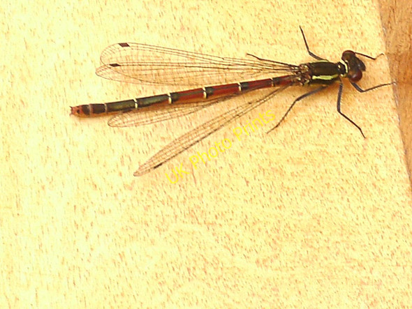 Photo 6"x4" Large Red Damselfly Fraserburgh c2010