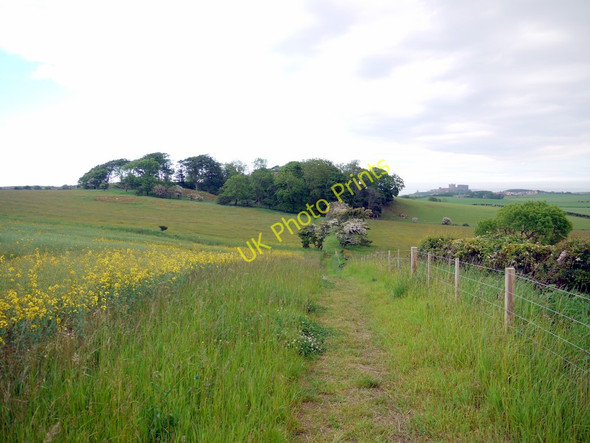 Photo 6"x4" Footpath west of Shada Plantation Bamburgh c2010