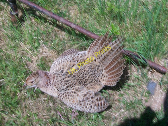Photo 6"x4" An aggressive denizen of the Denio cemetery Pwllheli c2010