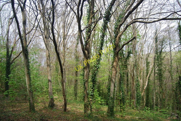 Photo 6"x4" In Friston Forest Westdean c2010