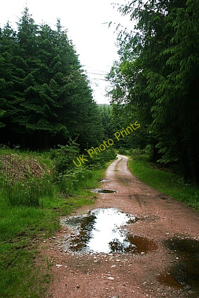 Photo 6"x4" Dull Day in Fetteresso Forest Calladrum c2010