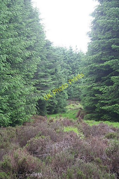 Photo 6"x4" Fetteresso Forest Crai c2010