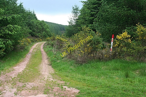 Photo 6"x4" Forest Sideroad Crossroads\/NO7594 c2010