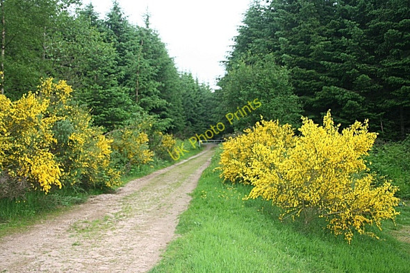 Photo 6"x4" The End of the Track Calladrum c2010