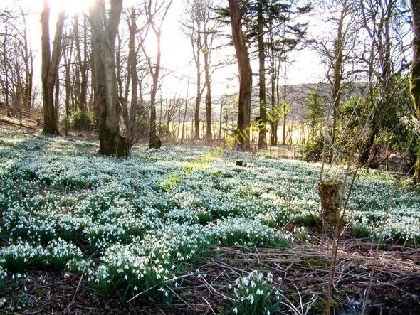 Photo 6"x4" Snowdrops in the wood Ringford c2004