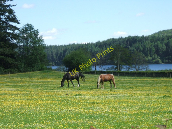 Photo 6"x4" Grazing at Ledard Kinlochard c2010