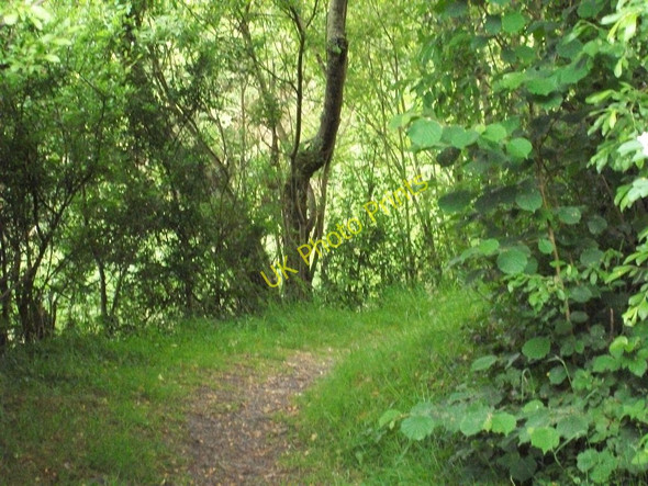 Photo 6"x4" Path through woodland Pwllheli c2010