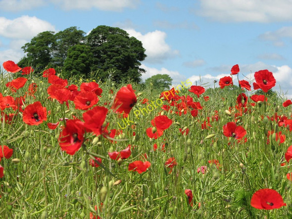 Photo 6"x4" Poppies near White Lodge Goadby Marwood c2010