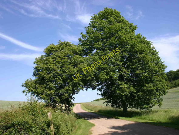 Photo 6"x4" Trees on driveway to Foxcote House Nebsworth c2010