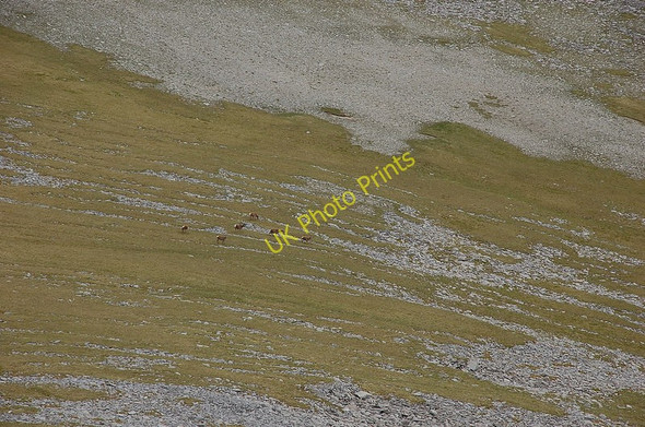 Photo 6"x4" Red deer grazing on the hillside Coire Loch\/NC3639 c2010