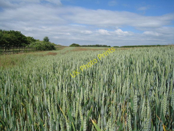 Photo 6"x4" Wheat field north of the A35 Athelhampton c2010
