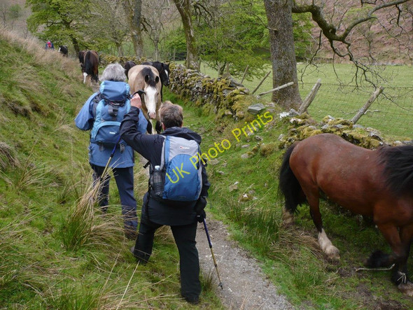 Photo 6"x4" Wild Horses on the Coast to Coast Ennerdale Bridge c2010