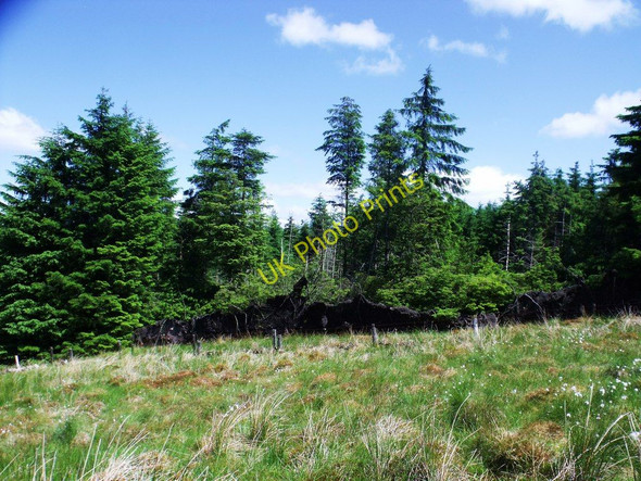 Photo 6"x4" Fallen Firs High Banton c2010