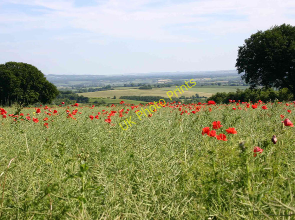 Photo 6"x4" Oilseed rape and poppies Nebsworth c2010