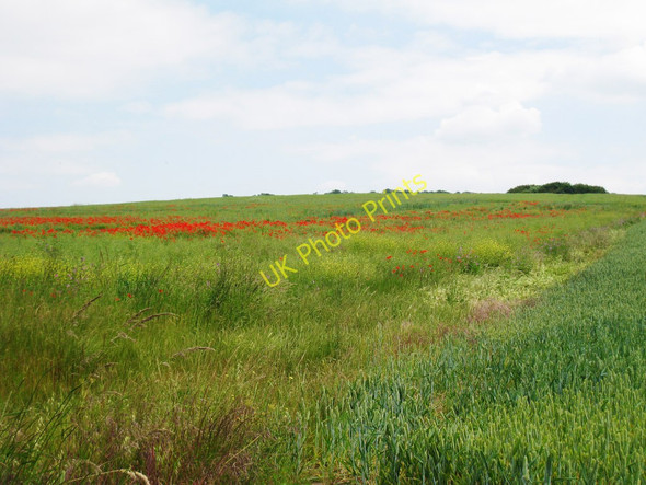 Photo 6"x4" Poppy Field near Starkeys North Halling c2010