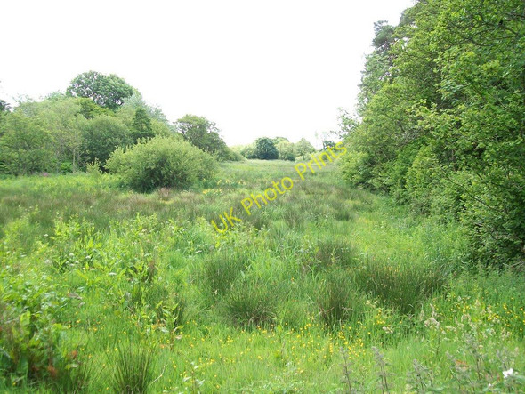 Photo 6"x4" Rough grassland and woodland to the west of Afon Rhyd-hir river Efailnewydd c2010