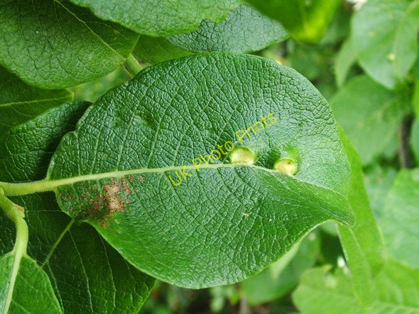 Photo 6"x4" Leaf galls on goat willow Dumbarton c2010