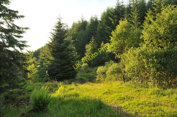 Photo 6"x4" Overgrown forestry road near Barcaldine Barcaldine c2010