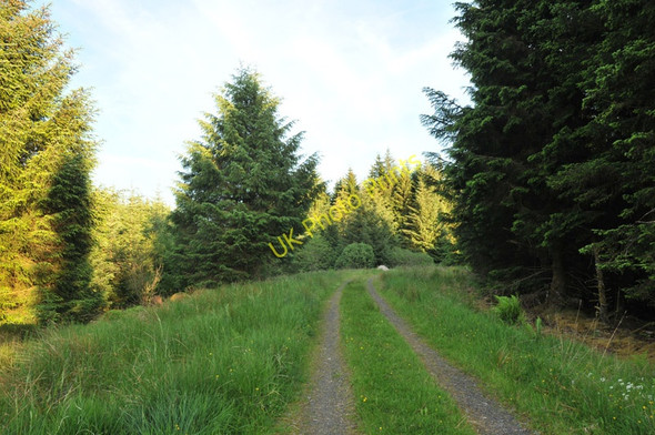 Photo 6"x4" Grassy forestry road near Barcaldine Barcaldine c2010