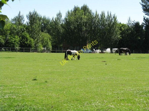 Photo 6"x4" Horses grazing near The Riddings Chadwick c2010