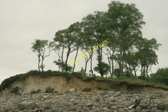 Photo 6"x4" Trees on the tip of the Airde Achnairn c2010