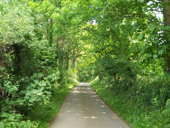 Photo 6"x4" Leafy lane east of Efailnewydd Pwllheli c2010