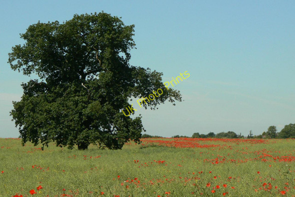 Photo 6"x4" Oak and poppies Bradmore\/SK5831 c2010