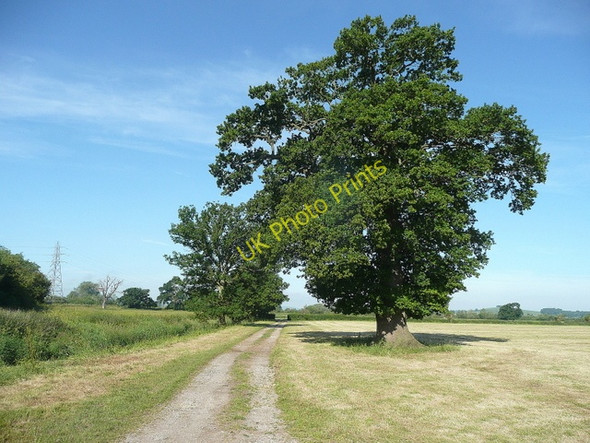 Photo 6"x4" Oak on the Severn floodplain Bishop's Norton c2010