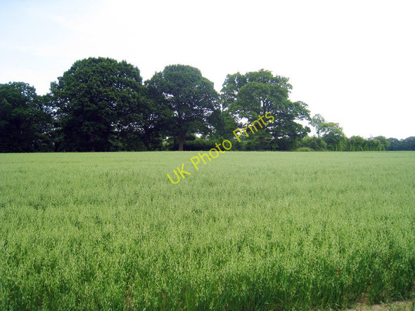 Photo 6"x4" Wheat Field off Woodgate Marley\/TR1850 c2010
