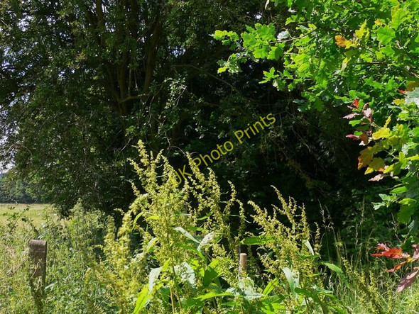 Photo 6"x4" Autumn colours but its only June Chilworth\/TQ0247 c2010