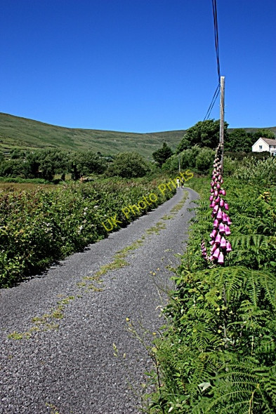 Photo 6"x4" Road and Foxglove Caherdaniel c2010